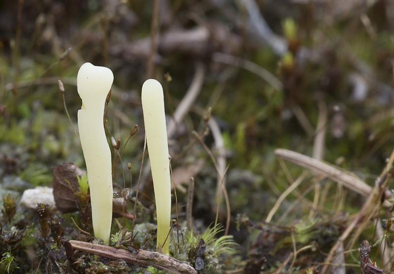 Clavaria argillacea